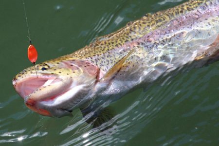 小菅トラウトガーデン 釣果