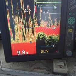 深川 吉野屋 釣果