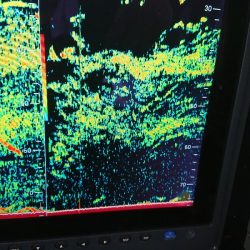 深川 吉野屋 釣果