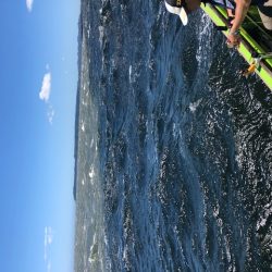 深川　吉野屋 釣果