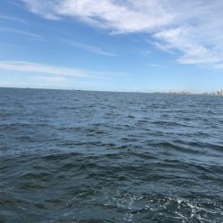 深川 吉野屋 釣果