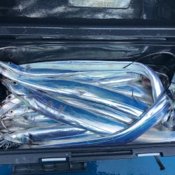 深川　吉野屋 釣果