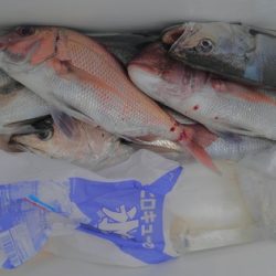 遊漁船 新鋭丸 釣果