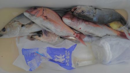 遊漁船 新鋭丸 釣果