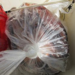 大進丸(新潟) 釣果