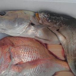 遊漁船 新鋭丸 釣果