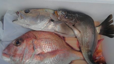 遊漁船 新鋭丸 釣果