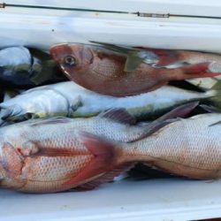 第二むつ漁丸 釣果