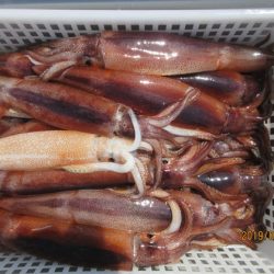 大進丸(新潟) 釣果