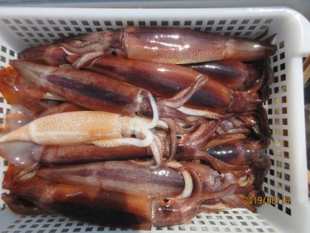 大進丸(新潟) 釣果