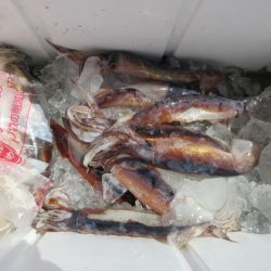 大進丸(新潟) 釣果