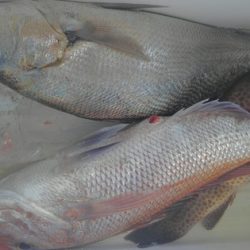 遊漁船 新鋭丸 釣果