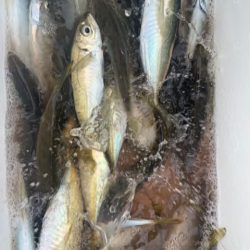 宝昌丸 釣果
