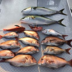 ミタチ丸 釣果