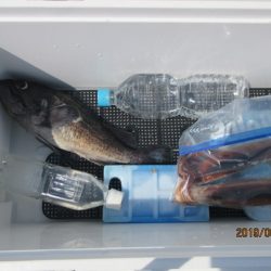 大進丸(新潟) 釣果