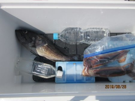 大進丸(新潟) 釣果