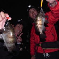 シーマジカル 釣果