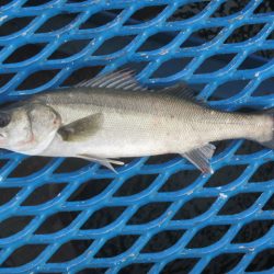 オリジナルメーカー海づり公園(市原市海づり施設) 釣果