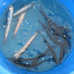 オリジナルメーカー海づり公園(市原市海づり施設) 釣果