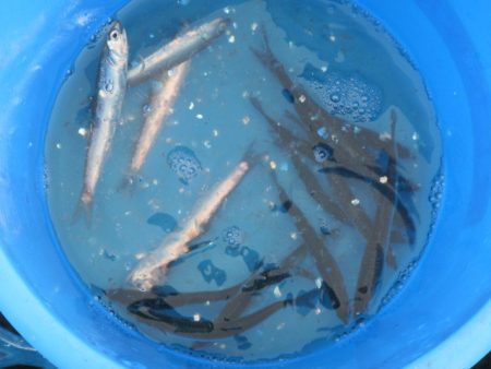 オリジナルメーカー海づり公園(市原市海づり施設) 釣果