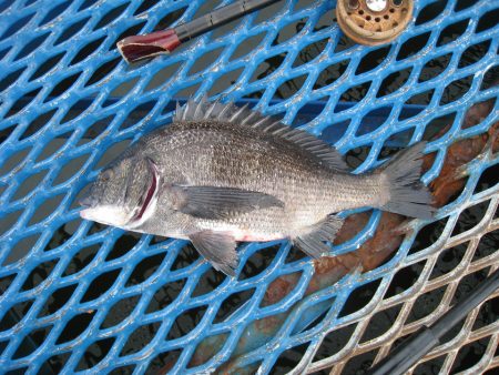 オリジナルメーカー海づり公園(市原市海づり…