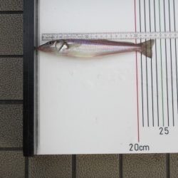 オリジナルメーカー海づり公園(市原市海づり施設) 釣果