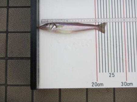 オリジナルメーカー海づり公園(市原市海づり施設) 釣果