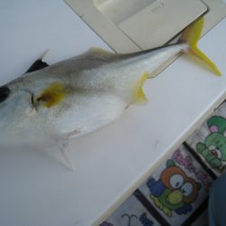 オリジナルメーカー海づり公園(市原市海づり施設) 釣果