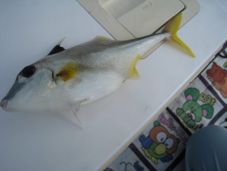 オリジナルメーカー海づり公園(市原市海づり施設) 釣果