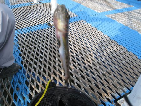 オリジナルメーカー海づり公園(市原市海づり施設) 釣果