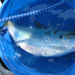 オリジナルメーカー海づり公園(市原市海づり施設) 釣果