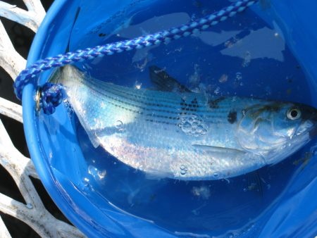 オリジナルメーカー海づり公園(市原市海づり施設) 釣果
