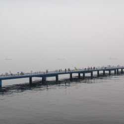 オリジナルメーカー海づり公園(市原市海づり施設) 釣果