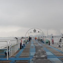 オリジナルメーカー海づり公園(市原市海づり施設) 釣果