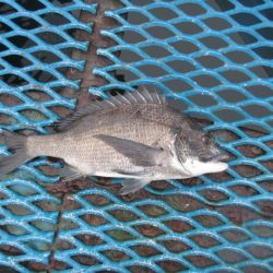 オリジナルメーカー海づり公園(市原市海づり施設) 釣果