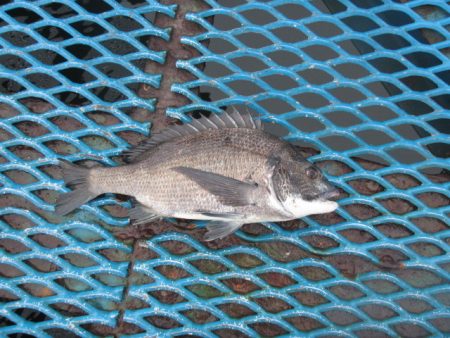 オリジナルメーカー海づり公園(市原市海づり…