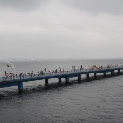 オリジナルメーカー海づり公園(市原市海づり施設) 釣果