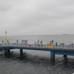 オリジナルメーカー海づり公園(市原市海づり施設) 釣果