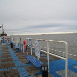 オリジナルメーカー海づり公園(市原市海づり施設) 釣果