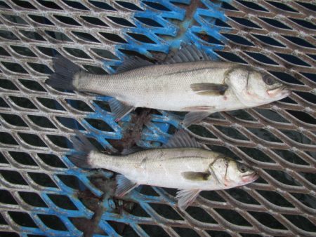 オリジナルメーカー海づり公園(市原市海づり…
