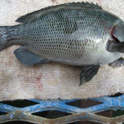 オリジナルメーカー海づり公園(市原市海づり施設) 釣果