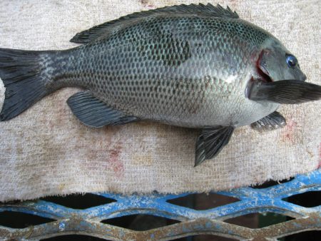 オリジナルメーカー海づり公園(市原市海づり施設) 釣果