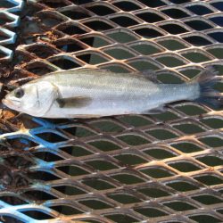 オリジナルメーカー海づり公園(市原市海づり施設) 釣果