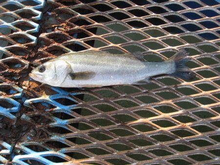 オリジナルメーカー海づり公園(市原市海づり…