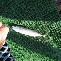 オリジナルメーカー海づり公園(市原市海づり施設) 釣果