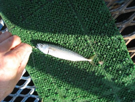 オリジナルメーカー海づり公園(市原市海づり施設) 釣果