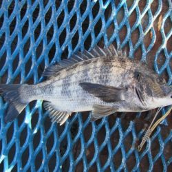 オリジナルメーカー海づり公園(市原市海づり施設) 釣果