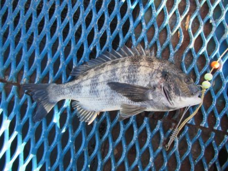 オリジナルメーカー海づり公園(市原市海づり…