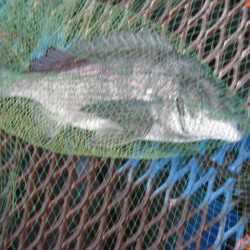 オリジナルメーカー海づり公園(市原市海づり施設) 釣果