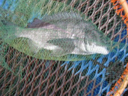 オリジナルメーカー海づり公園(市原市海づり…